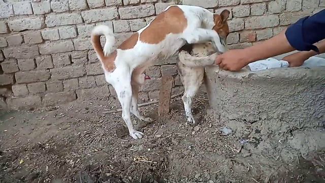 Dogs Mating _ Animals Mating _ Birds Mating _ Bitch Matings