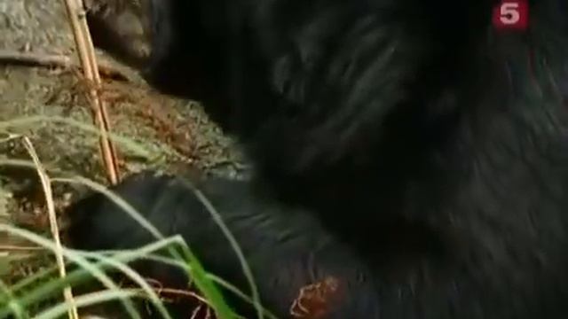 BBC ДИКАЯ ПРИРОДА Остров тайфунов