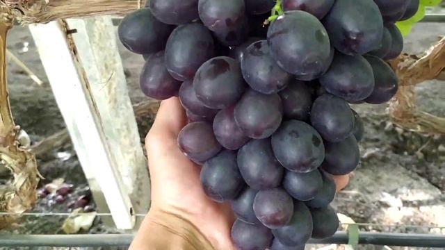 Матадор, Торнадо, Эверест -супер виноград.