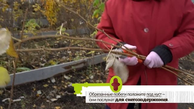 ЭТА ОБРЕЗКА НУЖНА РЕМОНТАНТНОЙ МАЛИНЕ ОСЕНЬЮ. ПОСПЕШИТЕ!