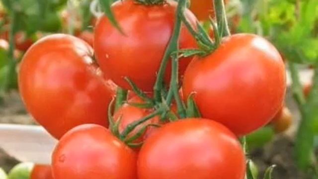 ТОМАТ ЛЮБАША - УЗНАЙ БОЛЬШЕ О ГИБРИДЕ ТОМАТА ЛЮБАША