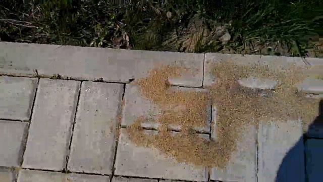 Ошибки при укладке тротуарной плитки.