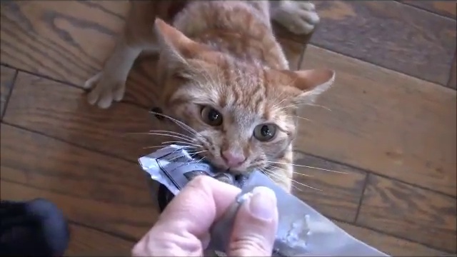 Кошки