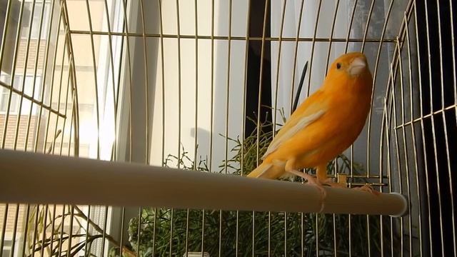 Пение канарейки Урок для обучения Canary singing
