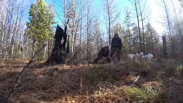 Мои 12 дней в тайге. Промысловая охота.