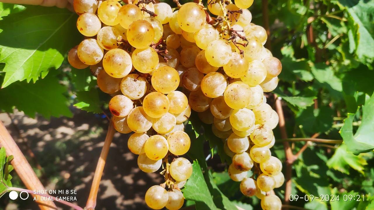 Виноград Цитронный Магарача и другие технические сорта для вина