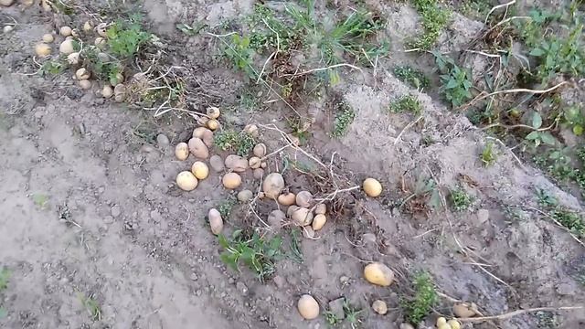 Картофелекопалка ККМ-1 для мотблока Нева в работе. Первая копка.