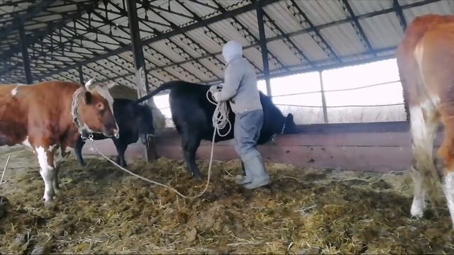 Бык осеменитель покрыл корову