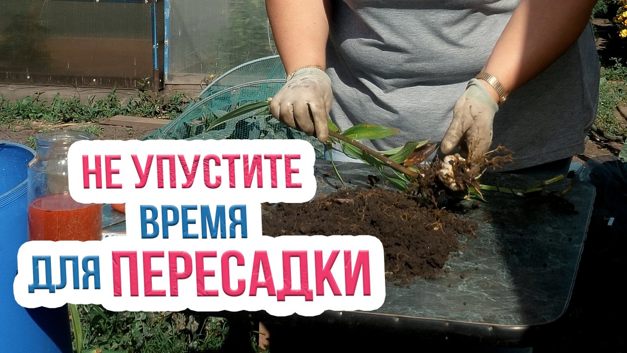 Осенняя пересадка лилий - ЧТО НУЖНО ЗНАТЬ! Как правильно делить лилии осенью?