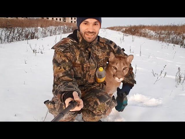 Пума Месси на прогулке. Как Месси кричит на улице!