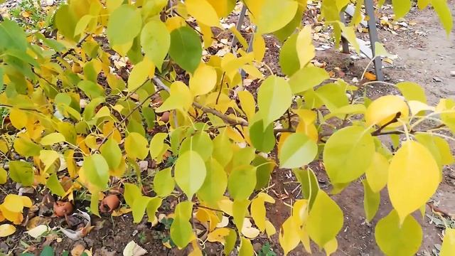 Черенкование Роз ? под бутылкой и с результатом  укоренения ??
