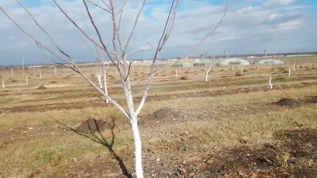 Побелка сада опрыскиванием.