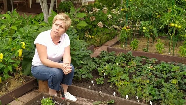 КЛУБНИКА в августе и сентябре ? Уход, посадка, подкормки / Садовый гид