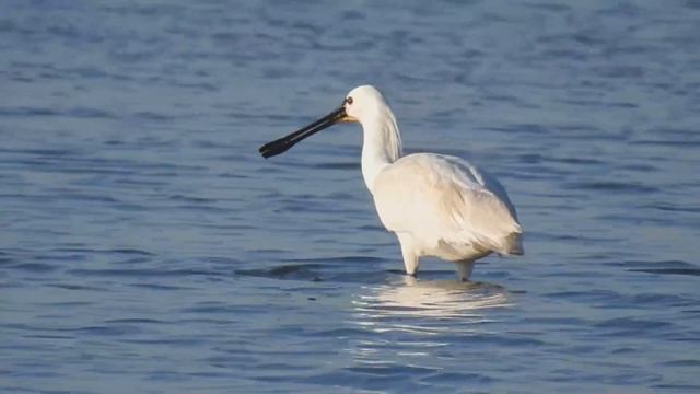 Колпица - Platalea leucorodia