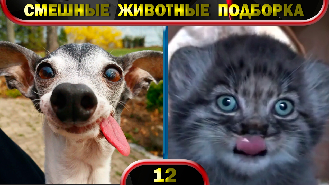 Смешные животные 2022 Февраль ? Кошки ? Собаки ? Funny animals ? Подборка № 12