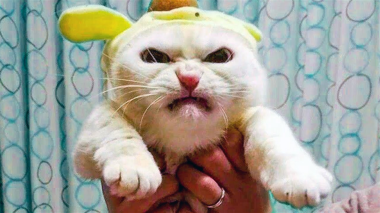 СМЕШНЫЕ КОШКИ 2023 ЛУЧШИЕ ПРИКОЛЫ С КОТАМИ, КОШКА, КОТ, САМОЕ СМЕШНОЕ ВИДЕО