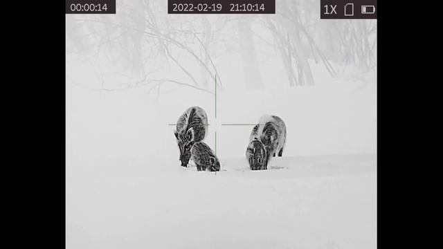 Охота на кабана с тепловизионным прицелом HIKMICRO и карабином ВПО-215 калибра 366ТКМ