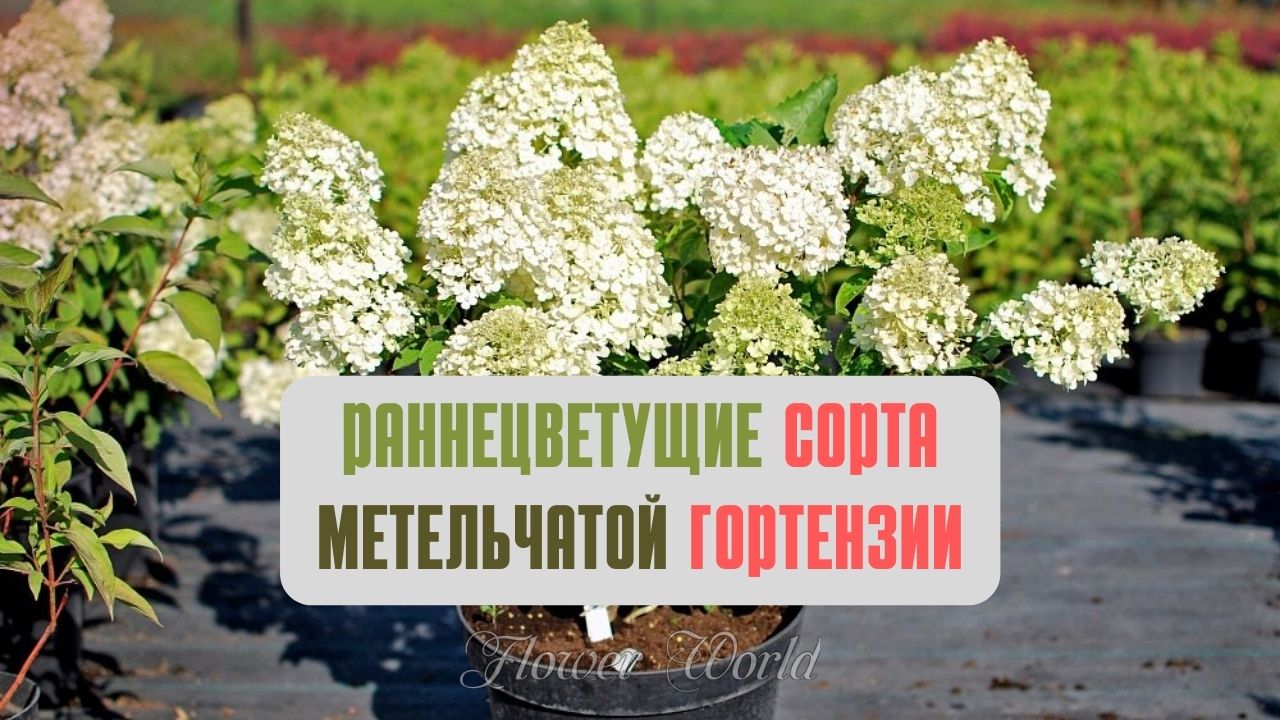 Раннецветущие сорта метельчатой ГОРТЕНЗИИ.