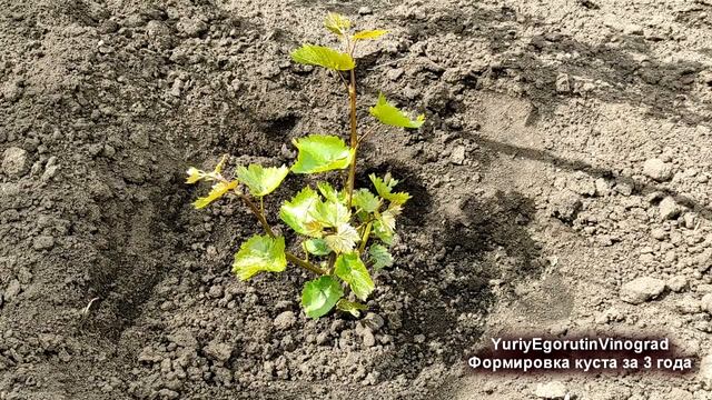 ? За 10 минут! Как обрезать и формировать виноград в 1й, 2й и 3й годы с объяснениями и комментариям