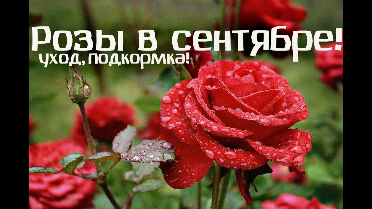 Обязательно сделайте это в сентябре с розами!  Чем подкормить розы в сентябре и осенью?
