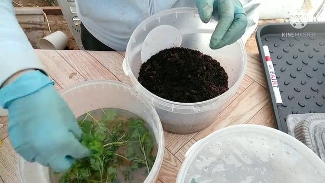 Хризантема. Черенкование. 27 февраля 2021 г.