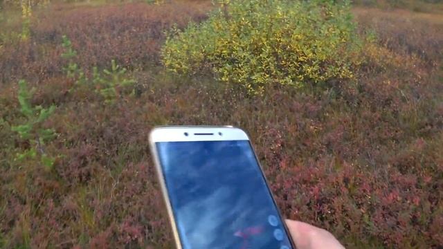 КАК ВЫЙТИ ИЗ ЛЕСА??? НАВИГАТОР ОФФЛАЙН! В ТАЙГЕ КАК У СЕБЯ ДОМА! ПРИЛОЖЕНИЕ ДЛЯ ТЕЛЕФОНА (ГЕОТРЕКЕР