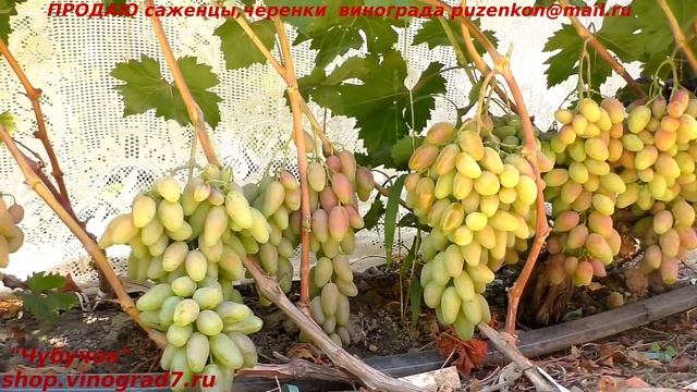 Виноград ДИКСОН - ранний, грозди 2 кг, розовый, гармоничный- красавец! (Пузенко Наталья Лариасовна
