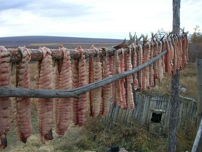 Классная разделка рыбы на колыме!!! Как делать юколу