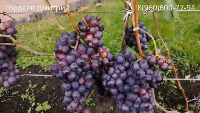 Виноград Изюмский Мускат - урожай 2023.Тула.