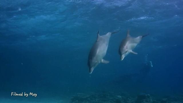 Дельфины! Материнская любовь/Dolphins. Mother's Love