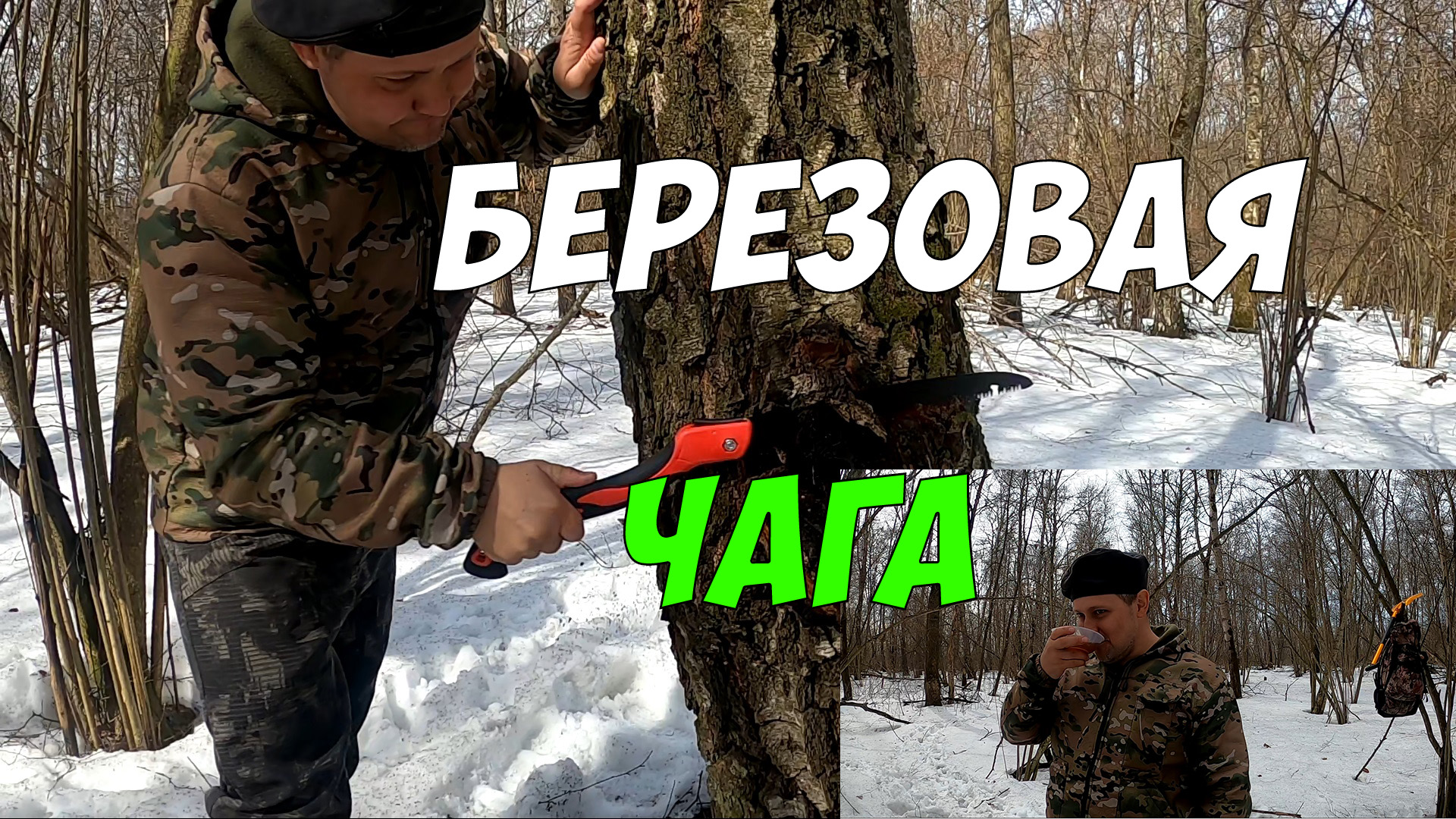 Чага берёзовая - полезные и целебные свойства