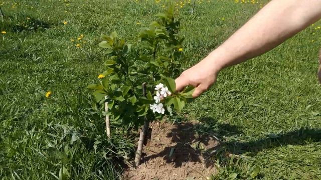 Обрезка черешни. Первый и второй год. Основные принципы