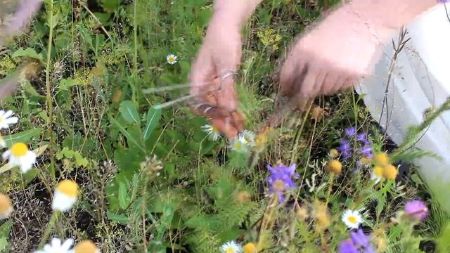 Фацелия как сидерат полный цикл.