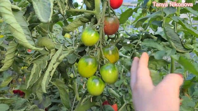 ТОМАТ ДЕ БАРАО ЦАРСКИЙ. ОБЗОР КУСТА И ПОМИДОР ?.  ОЧЕНЬ УРОЖАЙНЫЙ СОРТ.