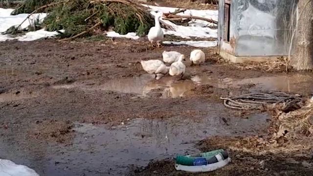 танец утят клуб микс | duckling dance club mix