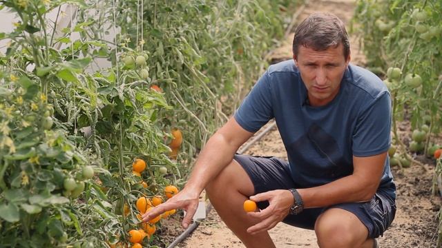 РАННИЕ ТОМАТЫ | ИДЕАЛЬНЫЕ СОРТА ДЛЯ ТЕПЛИЦЫ