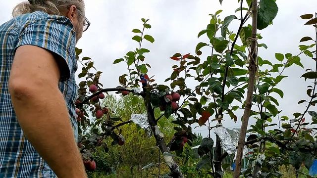 Прививка яблони в августе  Авантюра или нет? (2)