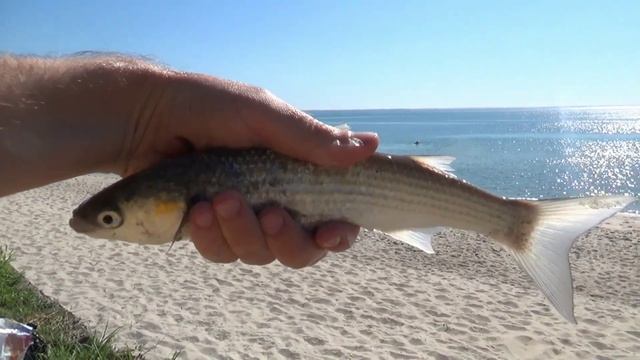 ЛОВЛЯ КЕФАЛИ в Черном море с берега.ГОТОВИМ КЕФАЛЬ.