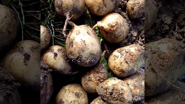 14.08.21г. Картофель Импала порадовал.
