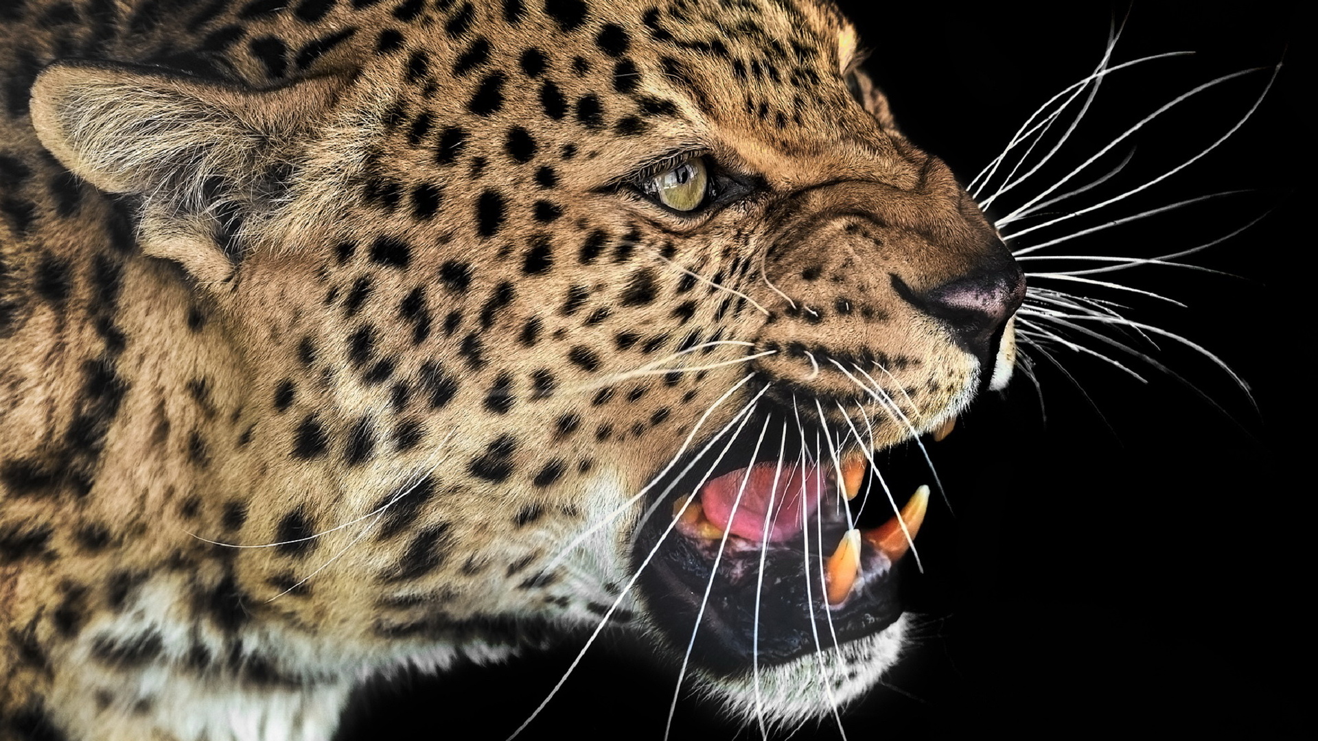 Звуки Леопарда / Рев леопарда, крик леопарда /Voice leopard