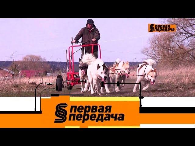 "Первая передача": ДТП с собачьей упряжкой и упрямец, не пропускавший машину скорой помощи