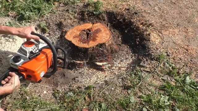 Как быстро убрать пень дерева на участке без корчевания и селитры How to remove tree stump