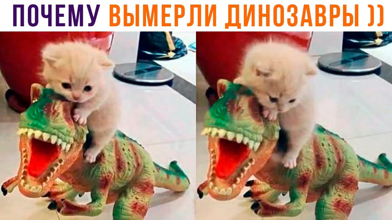 ПОЧЕМУ ВЫМЕРЛИ ДИНОЗАВРЫ ))) Приколы с котами|Мемозг 1184