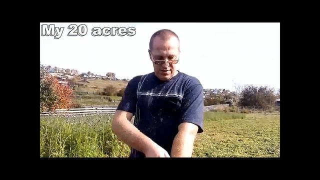 Скашиваем сидерат Фацелия