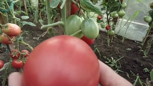 САМЫЙ УРОЖАЙНЫЙ НИЗКОРОСЛЫЙ СОРТ ТОМАТА НАСТЕНЬКА  ВИДЕООБЗОР.  Ольга Чернова 5 июля