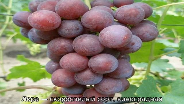 Устойчивый сорт винограда