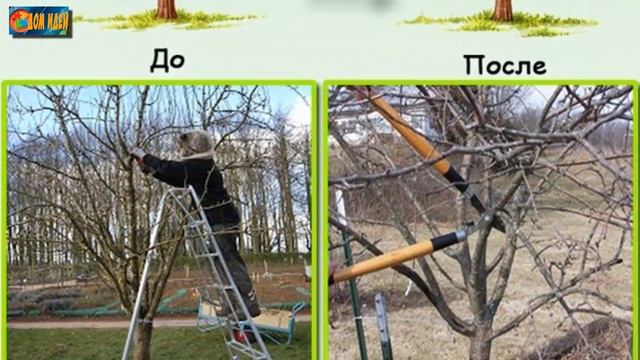 Правильная обрезка груши осенью.