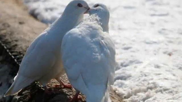 Голуби целуются на крыше