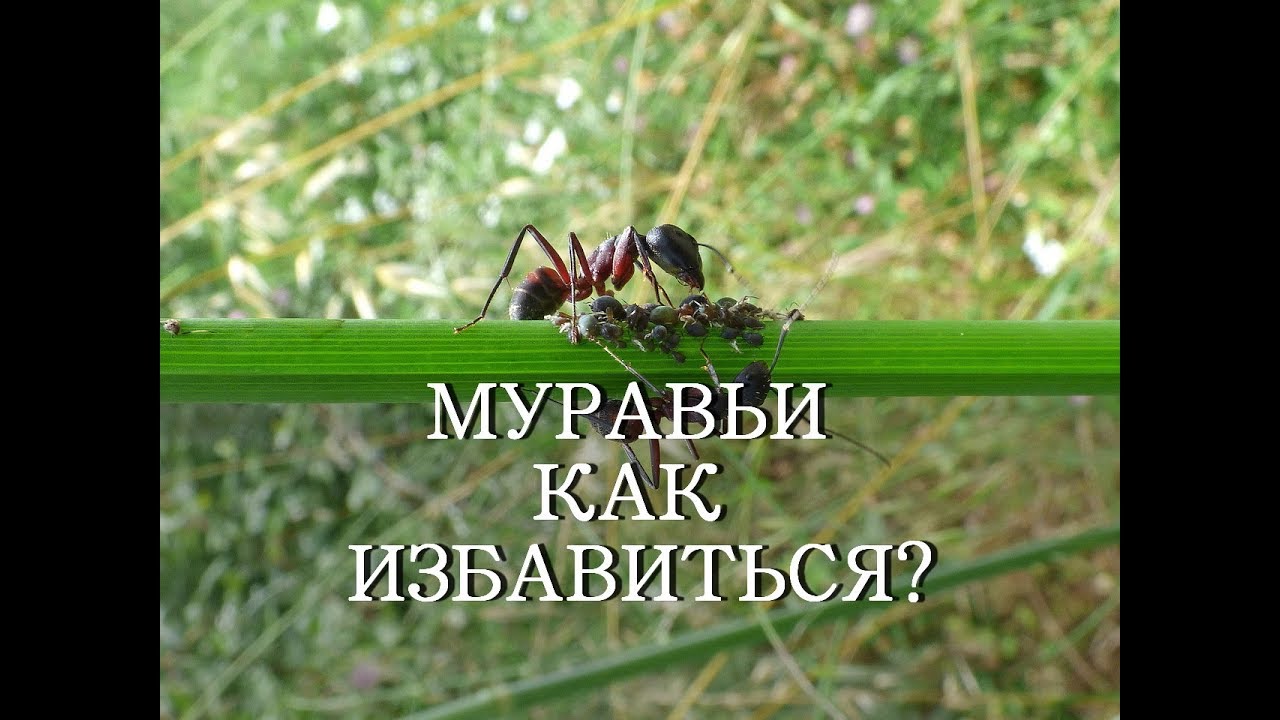 МУРАВЬИ КАК ИЗБАВИТЬСЯ / как навсегда избавиться от муравьев в огороде?
