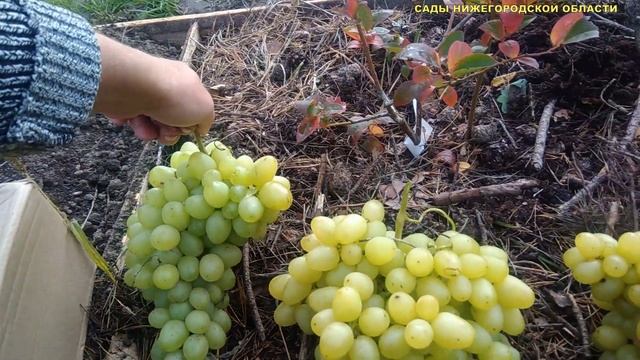 ВИНОГРАД АВГУСТИН.Плюсы и минусы данного сорта винограда